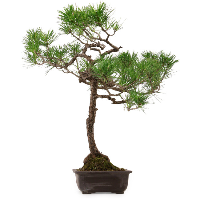 Pinus thunbergii, 70 cm, ± 30 años de edad, con un nebari de 16 cm.