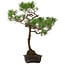 Pinus thunbergii, 70 cm, ± 30 years old, with a nebari of 16 cm