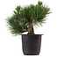 Pinus thunbergii, 31 cm, ± 15 años de edad