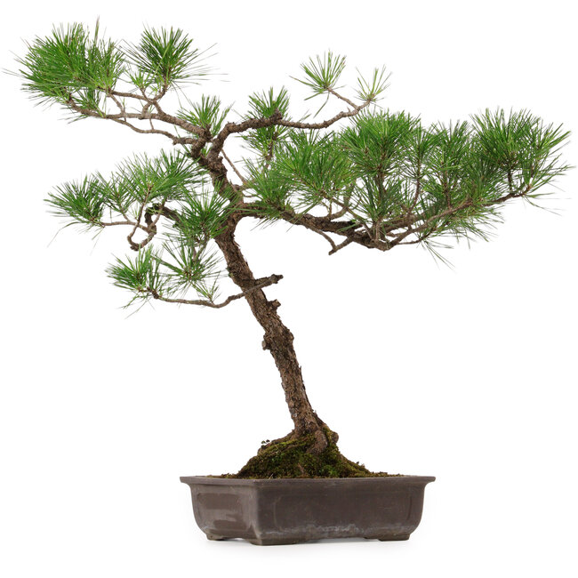 Pinus thunbergii, 70 cm, ± 30 years old, with a nebari of 16 cm