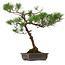 Pinus thunbergii, 70 cm, ± 30 years old, with a nebari of 16 cm