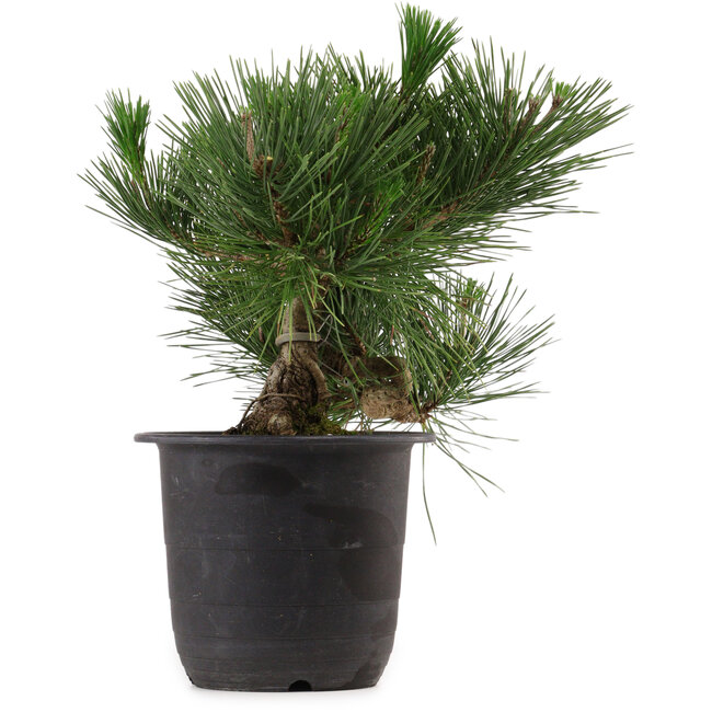 Pinus thunbergii, 31 cm, ± 15 years old