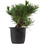 Pinus thunbergii, 31 cm, ± 15 Jahre alt