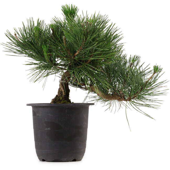Pinus thunbergii, 31 cm, ± 15 años de edad