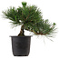Pinus thunbergii, 31 cm, ± 15 years old