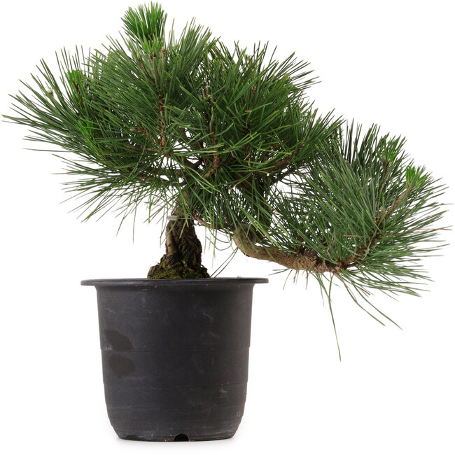Pinus thunbergii, 31 cm, ± 15 jaar oud