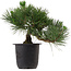 Pinus thunbergii, 31 cm, ± 15 años de edad