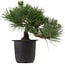 Pinus thunbergii, 31 cm, ± 15 years old