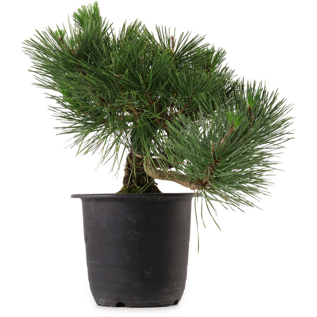Pinus thunbergii, 31 cm, ± 15 Jahre alt