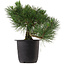 Pinus thunbergii, 31 cm, ± 15 anni