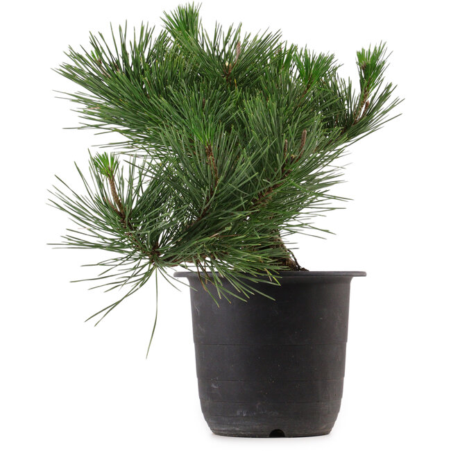 Pinus thunbergii, 31 cm, ± 15 años de edad