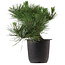 Pinus thunbergii, 31 cm, ± 15 anni