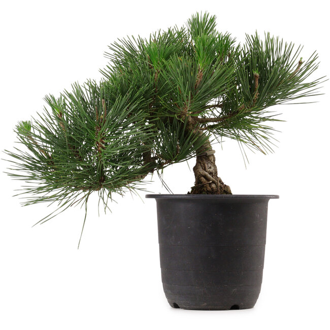 Pinus thunbergii, 31 cm, ± 15 jaar oud