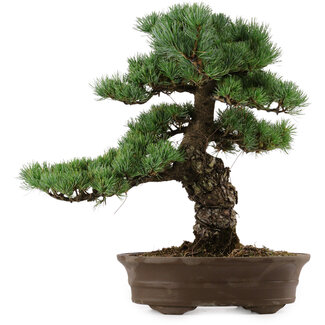 Pinus parviflora, 45 cm, ± 35 anni
