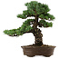 Pinus parviflora, 45 cm, ± 35 años de edad, con un nebari de 10 cm