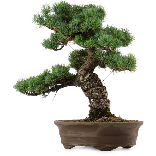 Pinus parviflora, 45 cm, ± 35 years old, with a nebari of 10 cm