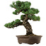 Pinus parviflora, 45 cm, ± 35 anni, con nebari di 10 cm