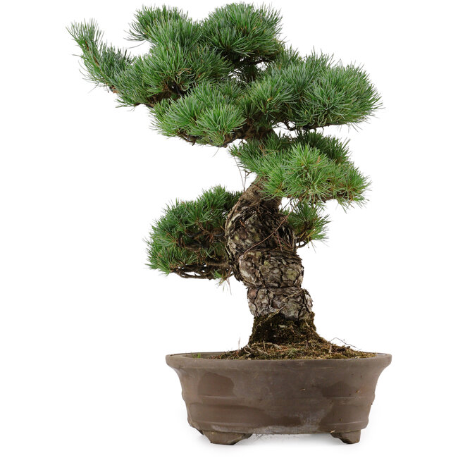 Pinus parviflora, 45 cm, ± 35 años de edad, con un nebari de 10 cm