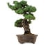 Pinus parviflora, 45 cm, ± 35 years old, with a nebari of 10 cm