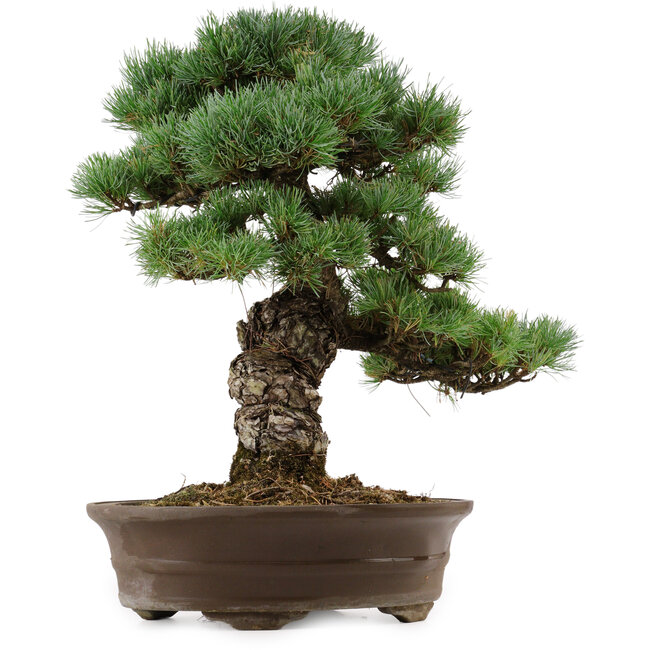 Pinus parviflora, 45 cm, ± 35 anni, con nebari di 10 cm