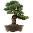 Pinus parviflora, 45 cm, ± 35 años de edad, con un nebari de 10 cm