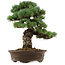 Pinus parviflora, 45 cm, ca. 35 Jahre alt, mit einem Wurzelansatz von 10 cm