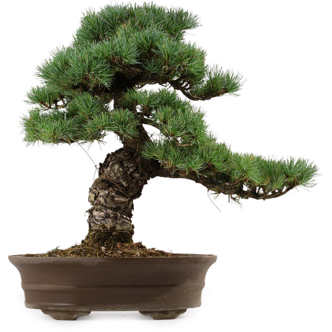 Pinus parviflora, 45 cm, ± 35 years old, with a nebari of 10 cm
