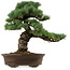 Pinus parviflora, 45 cm, ± 35 años de edad, con un nebari de 10 cm