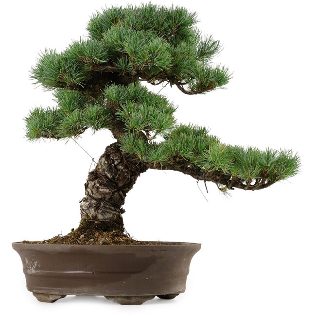 Pinus parviflora, 45 cm, ± 35 years old, with a nebari of 10 cm