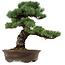 Pinus parviflora, 45 cm, ± 35 years old, with a nebari of 10 cm