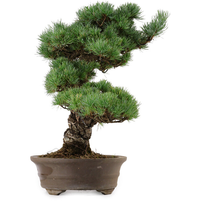 Pinus parviflora, 45 cm, ± 35 años de edad, con un nebari de 10 cm