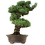 Pinus parviflora, 45 cm, ± 35 anni, con nebari di 10 cm