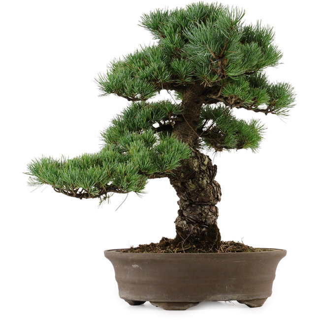 Pinus parviflora, 45 cm, ca. 35 Jahre alt, mit einem Wurzelansatz von 10 cm