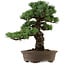 Pinus parviflora, 45 cm, ± 35 years old, with a nebari of 10 cm