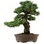 Pinus parviflora, 45 cm, ca. 35 Jahre alt, mit einem Wurzelansatz von 10 cm