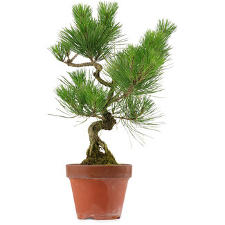 Pinus thunbergii, 37 cm, ± 15 ans