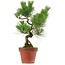 Pinus thunbergii, 37 cm, ± 15 ans