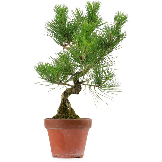 Pinus thunbergii, 37 cm, ± 15 Jahre alt