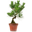 Pinus thunbergii, 37 cm, ± 15 Jahre alt