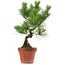 Pinus thunbergii, 37 cm, ± 15 years old