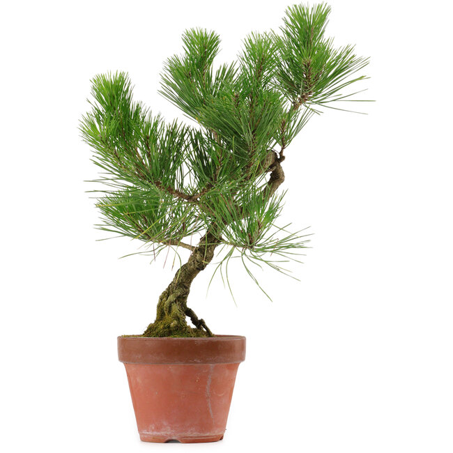Pinus thunbergii, 37 cm, ± 15 Jahre alt