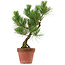 Pinus thunbergii, 37 cm, ± 15 anni