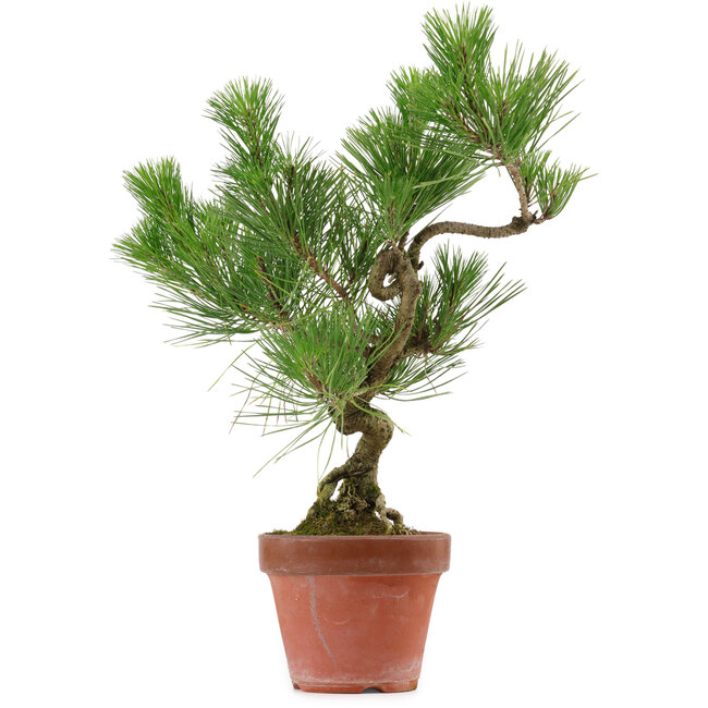 Pinus thunbergii, 37 cm, ± 15 years old
