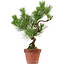 Pinus thunbergii, 37 cm, ± 15 years old