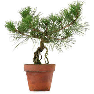 Pinus thunbergii, 28 cm, ± 15 Jahre alt