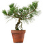 Pinus thunbergii, 28 cm, ± 15 años de edad