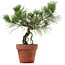 Pinus thunbergii, 28 cm, ± 15 years old