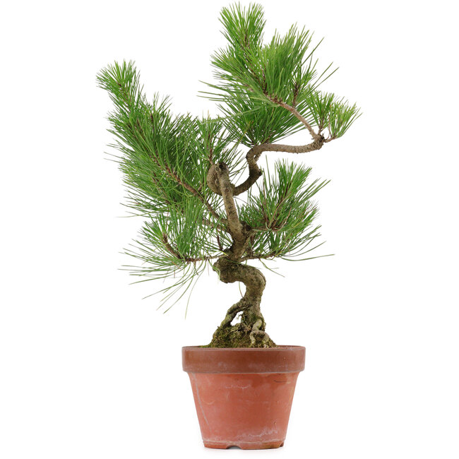 Pinus thunbergii, 37 cm, ± 15 anni