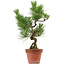 Pinus thunbergii, 37 cm, ± 15 Jahre alt