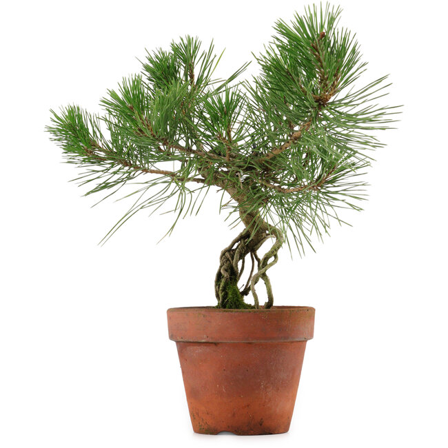 Pinus thunbergii, 28 cm, ± 15 años de edad